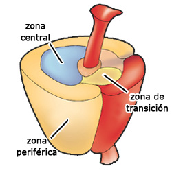 zona periférica de la próstata